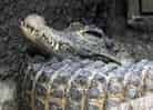 動物図鑑・ニシアフリカコビトワニの写真 12